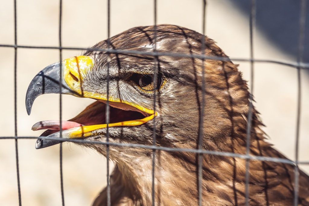 golden eagle, eagle, cage, animal, nature, wildlife, bird cage